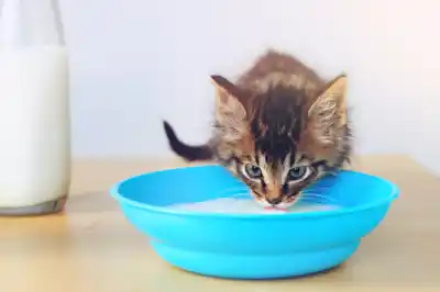 Is soya milk safe for cats? Is soya milk safe for cats?