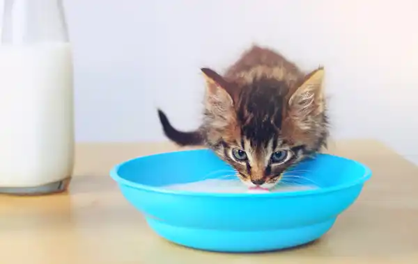 Is soya milk safe for cats? Is soya milk safe for cats?