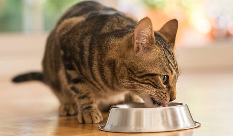 is-tuna-safe-for-my-cat