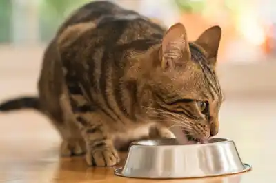 is-tuna-safe-for-my-cat is-tuna-safe-for-my-cat