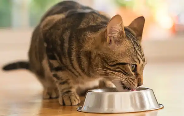 is-tuna-safe-for-my-cat is-tuna-safe-for-my-cat