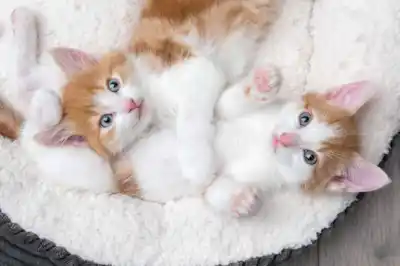 kitten care kitten care