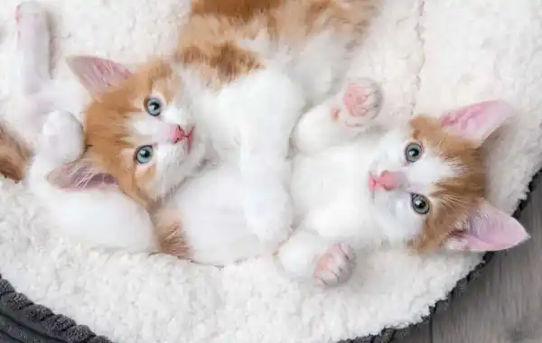 kitten care kitten care