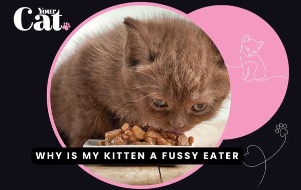 how to get your kitten to eat dry food