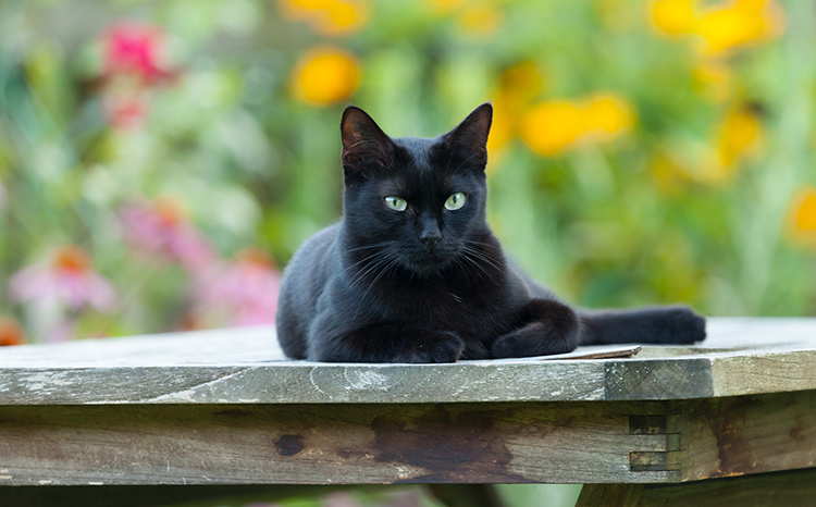 making-your-garden-as-cat-friendly-as-possible