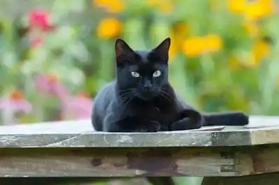 making-your-garden-as-cat-friendly-as-possible making-your-garden-as-cat-friendly-as-possible