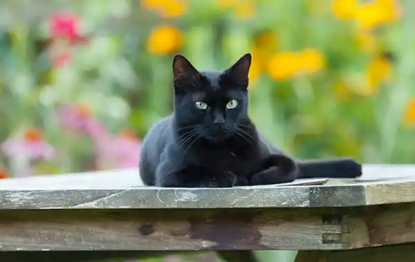 making-your-garden-as-cat-friendly-as-possible making-your-garden-as-cat-friendly-as-possible