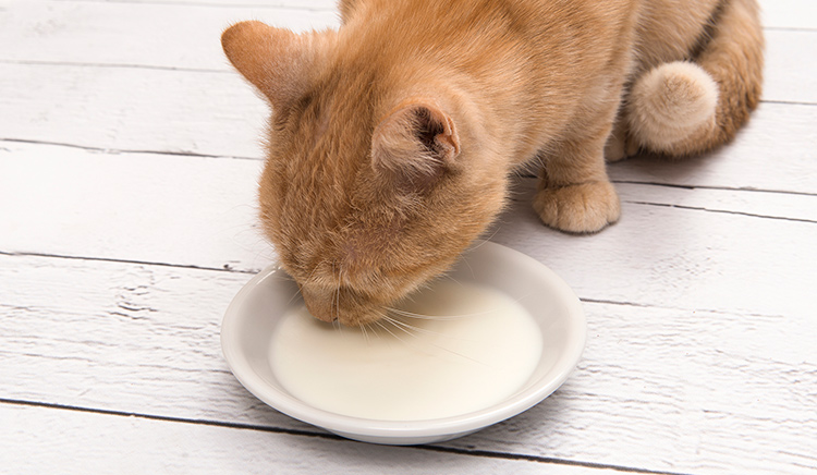 how do you milk a cat