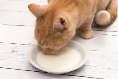 my-cat-will-only-drink-cat-milk my-cat-will-only-drink-cat-milk