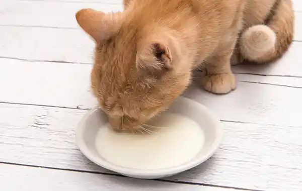 my-cat-will-only-drink-cat-milk my-cat-will-only-drink-cat-milk