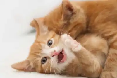 Why won't my kittens stop fighting? Why won't my kittens stop fighting?