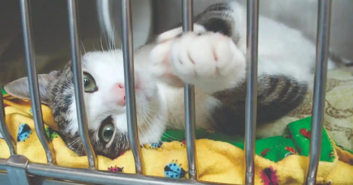 Getting a cat - Your Cat