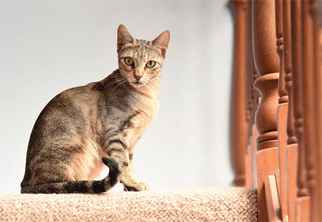 Sokoke cat breed information