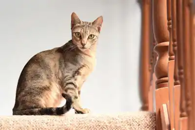 Sokoke cat breed information Sokoke cat breed information