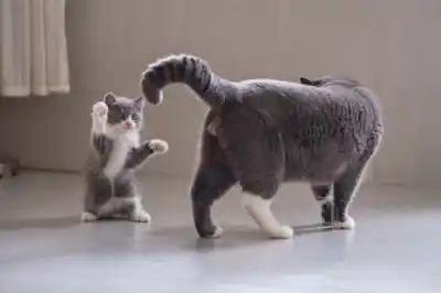 Cat aggression Cat aggression