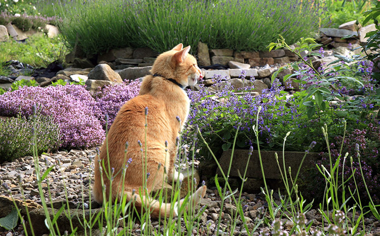 what-plants-will-my-cat-enjoy