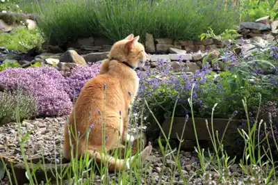 what-plants-will-my-cat-enjoy what-plants-will-my-cat-enjoy
