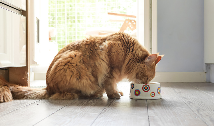 what-should-i-feed-my-diabetic-cat