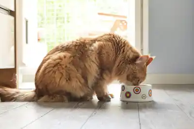 what-should-i-feed-my-diabetic-cat what-should-i-feed-my-diabetic-cat