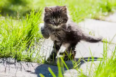 When can my kitten go outside?  When can my kitten go outside?