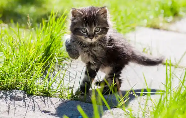 When can my kitten go outside?  When can my kitten go outside?