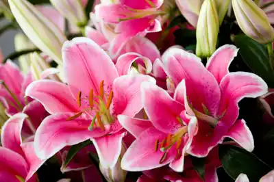 which-lillies-are-toxic-to-cats which-lillies-are-toxic-to-cats
