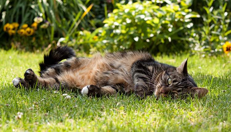 which-plants-are-toxic-to-cats