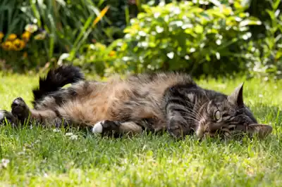 which-plants-are-toxic-to-cats which-plants-are-toxic-to-cats