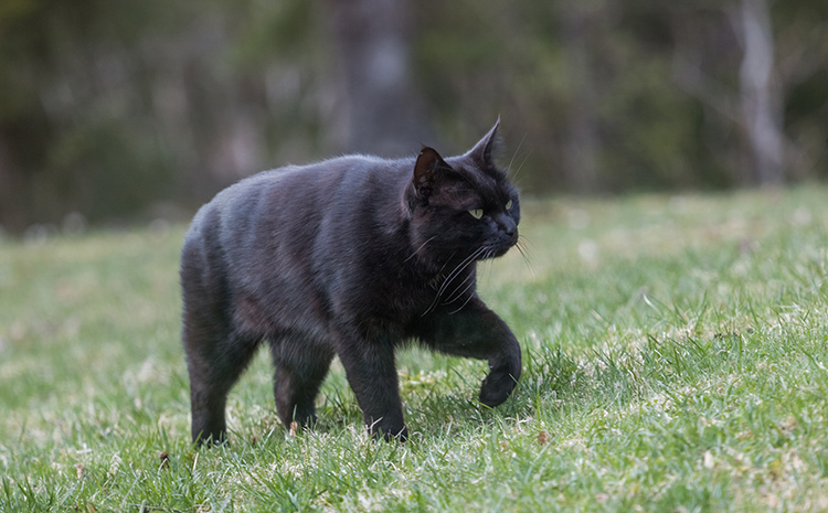 why-do-cats-go-away-to-die