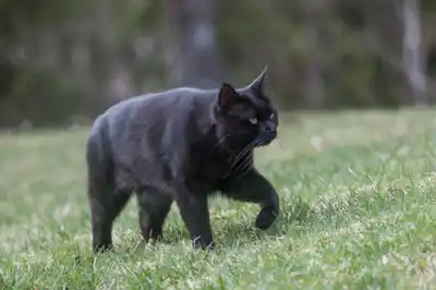 why-do-cats-go-away-to-die why-do-cats-go-away-to-die