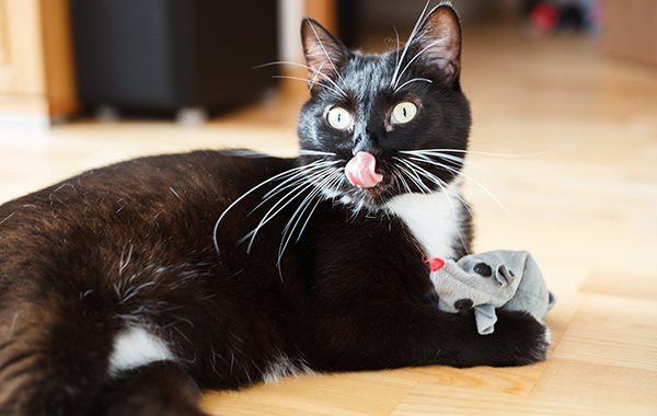 why-does-my-cat-dribble