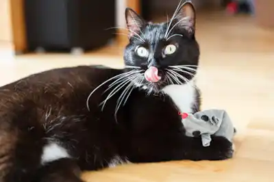 why-does-my-cat-dribble why-does-my-cat-dribble
