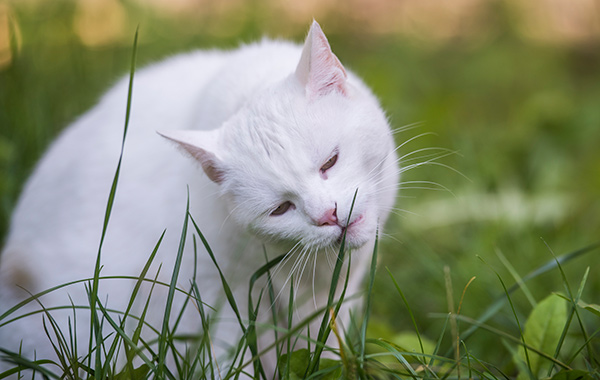 why-does-my-cat-eat-grass
