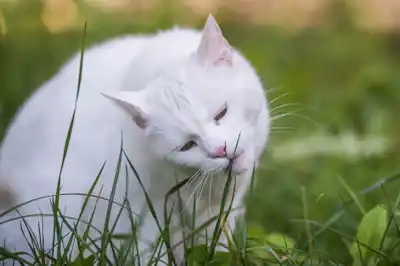 why-does-my-cat-eat-grass why-does-my-cat-eat-grass