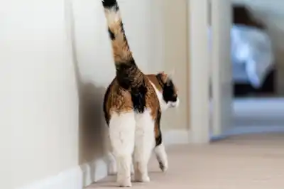 why-does-my-cat-put-his-bum-in-my-face why-does-my-cat-put-his-bum-in-my-face
