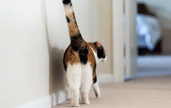 why-does-my-cat-put-his-bum-in-my-face why-does-my-cat-put-his-bum-in-my-face