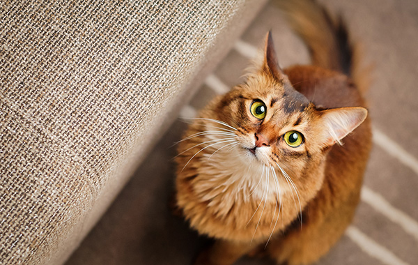 why-does-my-cat-stare-at-me