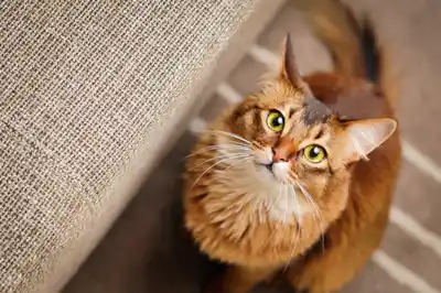 why-does-my-cat-stare-at-me why-does-my-cat-stare-at-me