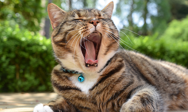 why-does-my-cats-breath-smell-bad