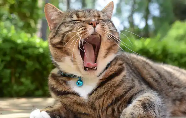 why-does-my-cats-breath-smell-bad why-does-my-cats-breath-smell-bad