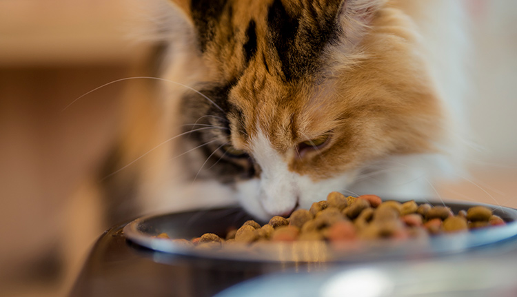 why-is-my-cat-sick-after-she-eats