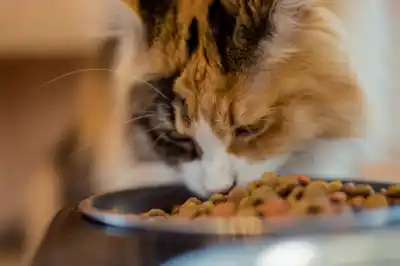 why-is-my-cat-sick-after-she-eats why-is-my-cat-sick-after-she-eats