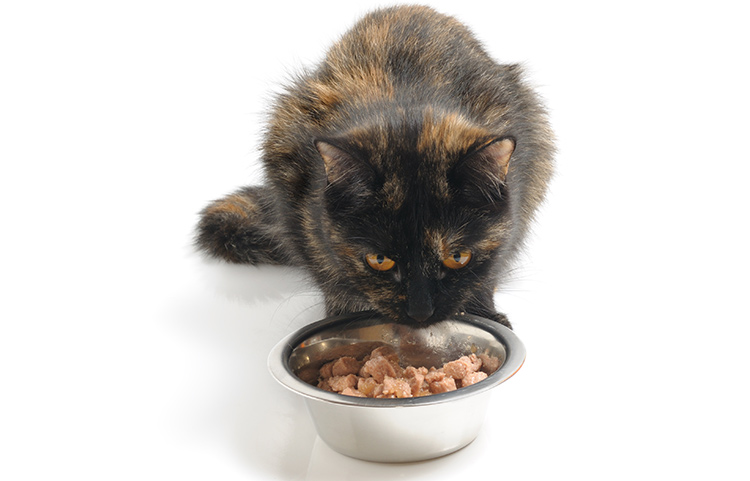 why-wont-my-cat-eat-wet-food