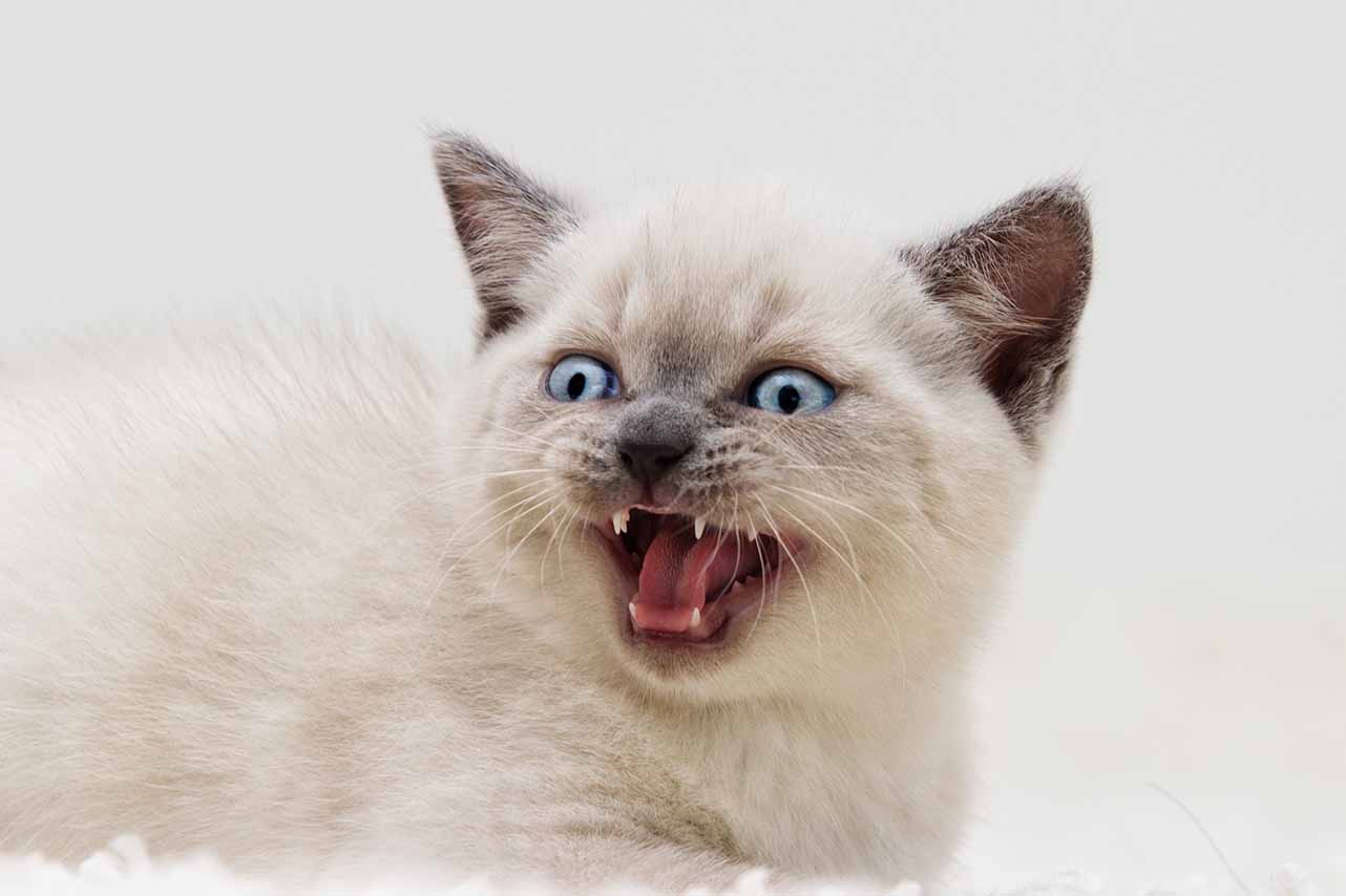 Why won't my kitten stop meowing
