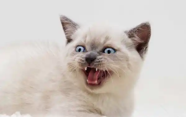 Why won't my kitten stop meowing Why won't my kitten stop meowing