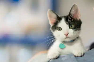 Should I neuter my kitten? Should I neuter my kitten?