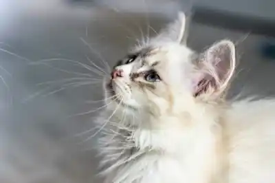 Long haired kitten Long haired kitten