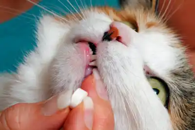 how do I treat my cat for worms? how do I treat my cat for worms?