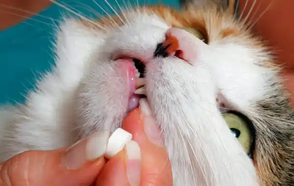 how do I treat my cat for worms? how do I treat my cat for worms?