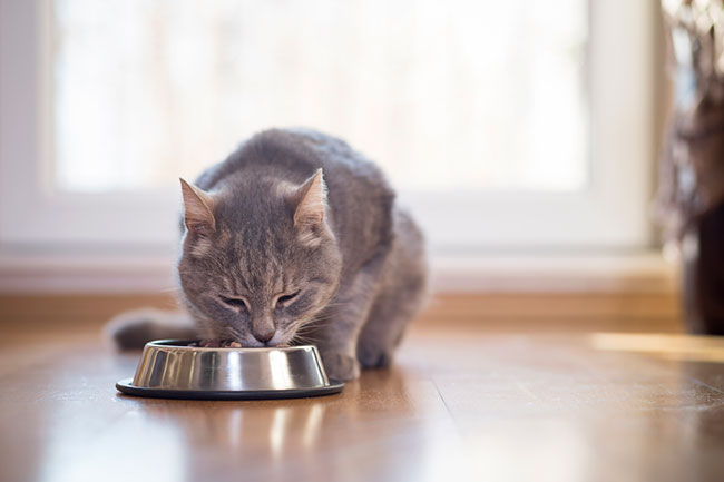 Should I feed my cat wet or dry food?